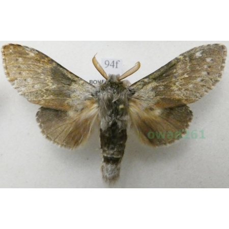 Stauropus fagi (Linnaeus, 1758) male Potwora buczynówka Czech94f